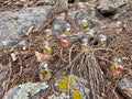 Mossy Mountain Miniatures