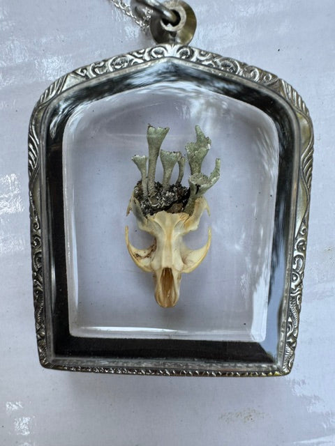 The Forest's Rebirth