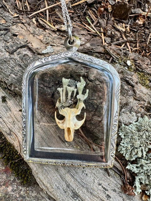 The Forest's Rebirth